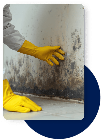 mould remediation mould in property